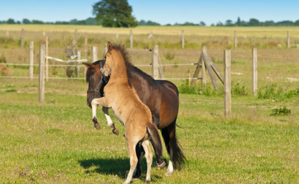 Reiten Auf Ruegen 00000