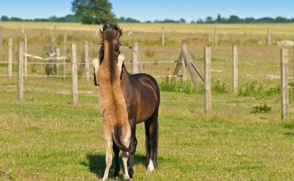 Reiten Auf Ruegen 00001