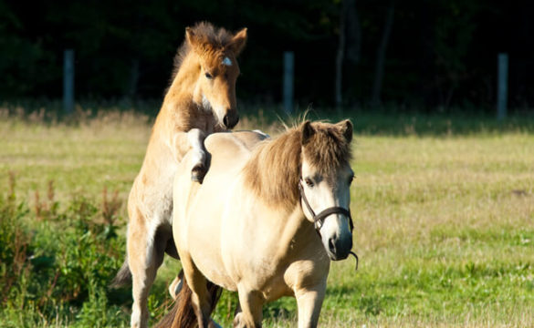 Reiten Auf Ruegen 00002