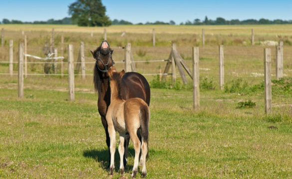 Reiten Auf Ruegen 00003