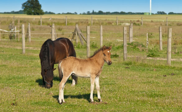 Reiten Auf Ruegen 00004